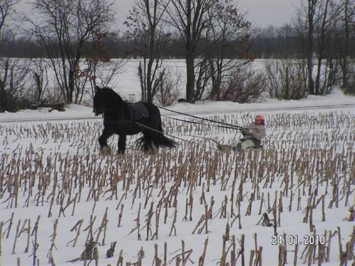 Irish Cob W. W. Wallace (R.I.P) billede 14