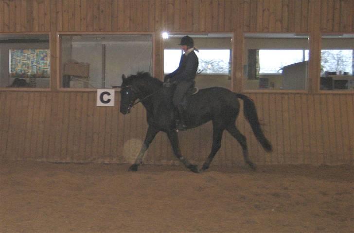 Trakehner Syrah  (solgt) - Træning i kulden!!:-) Januar 2010 billede 13