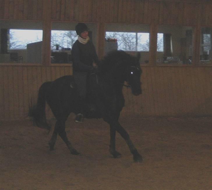 Trakehner Syrah  (solgt) - januar 2010 billede 14