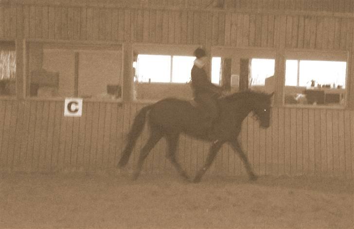 Trakehner Syrah  (solgt) - januar 2010 billede 15