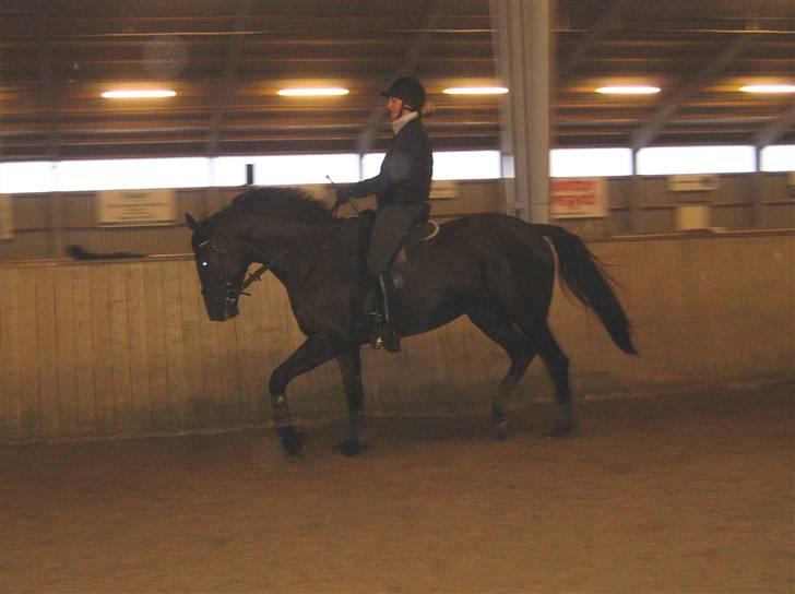 Trakehner Syrah  (solgt) - Hm svært ikke at falde på forparten, når man er så høj bagtil..Men det skal nok komme:-)  billede 16