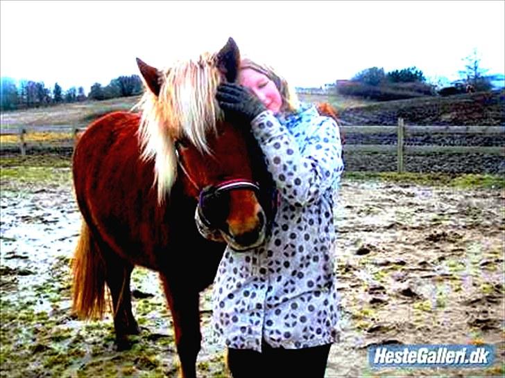 Islænder Fjóla fra freersvang  - velkommen til mig om Fiolas Profil billede 1