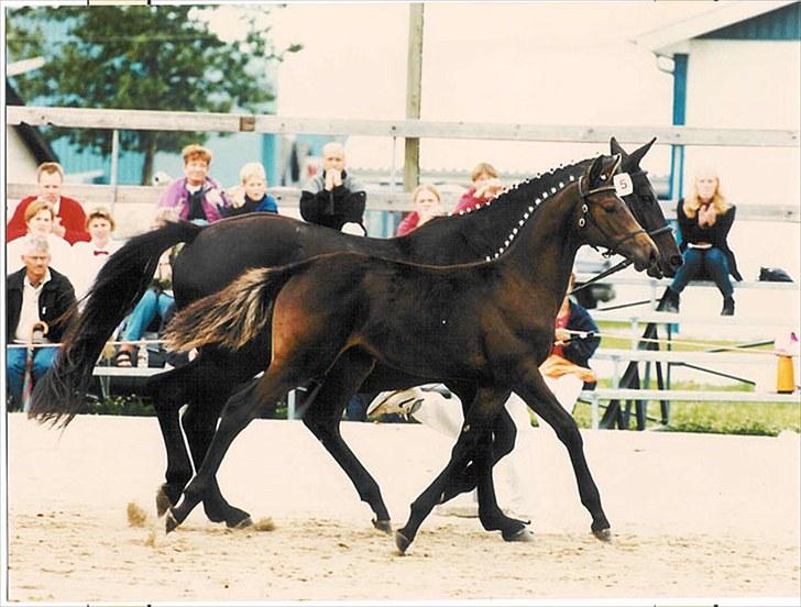 Dansk Varmblod Wincett Iii | Winnie *SJERNEN*<3 - Wincett Iii som føl<3 til kåring ved DRH - hun blev kåret som skues bedste føl og kom videre til Eliteskuet :D  billede 15