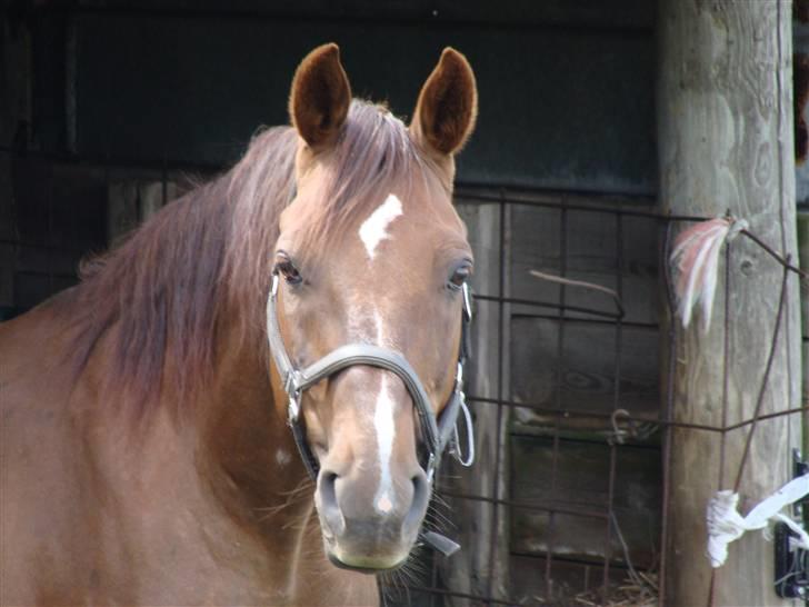 Anden særlig race Rasmus *R.I.P* billede 8