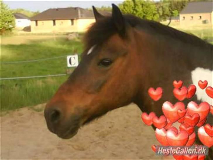 Pinto Next Milton - dejlige billede 19