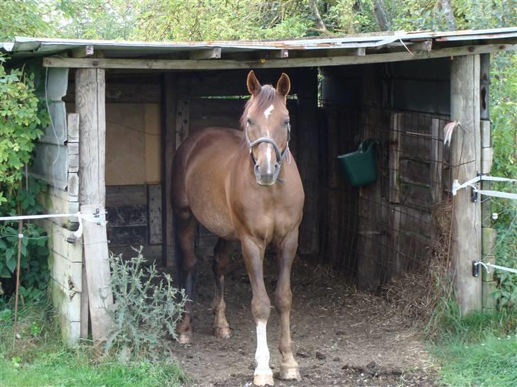 Anden særlig race Rasmus *R.I.P* billede 9