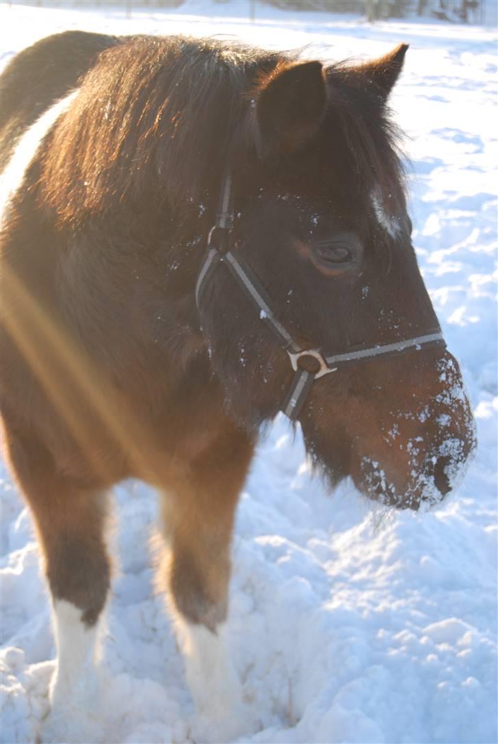 Pinto Next Milton - milton du er gude smuk billede 20