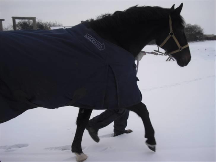 Anden særlig race (Chili) - min far og Chili (: billede 12