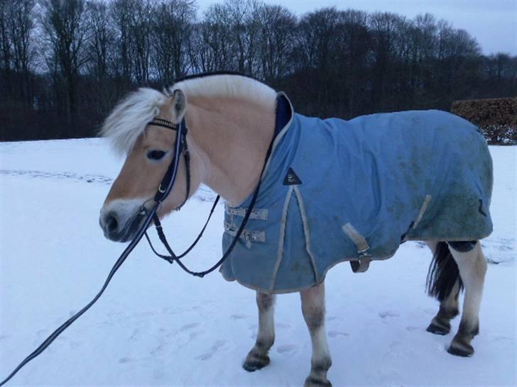 Fjordhest Baily - sne tur billede 18