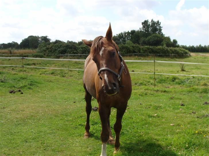 Anden særlig race Rasmus *R.I.P* billede 10