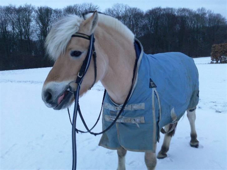 Fjordhest Baily - også en sne tur billede 19