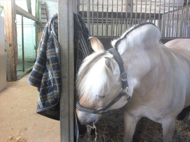 Fjordhest Baily - 1. plads efter stævnet billede 20