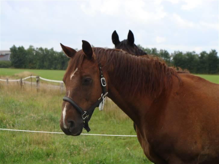 Anden særlig race Rasmus *R.I.P* billede 11