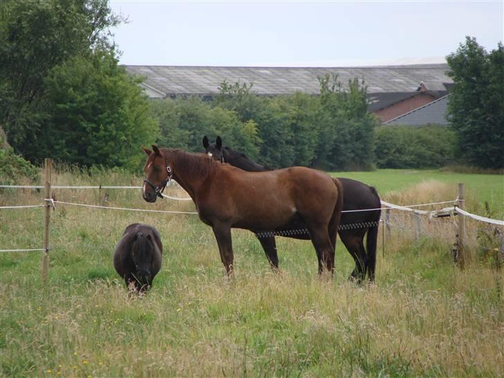 Anden særlig race Rasmus *R.I.P* billede 12