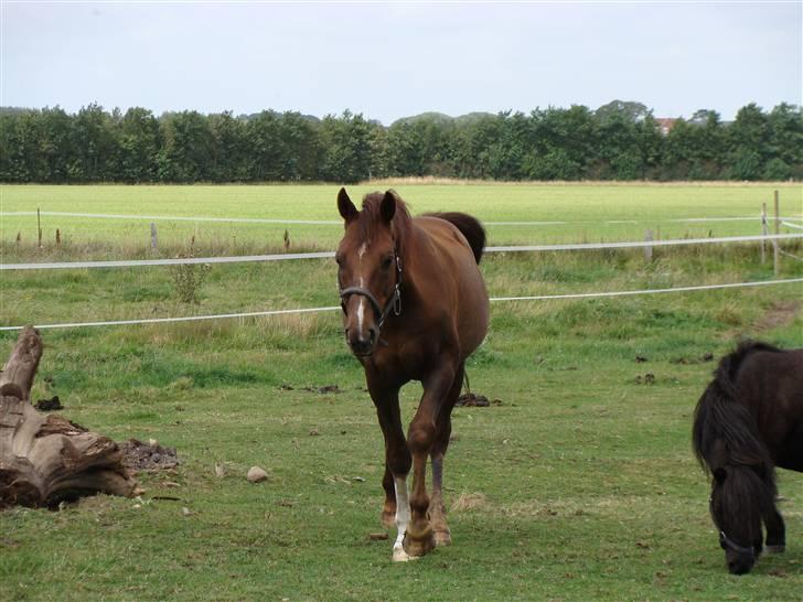 Anden særlig race Rasmus *R.I.P* billede 13