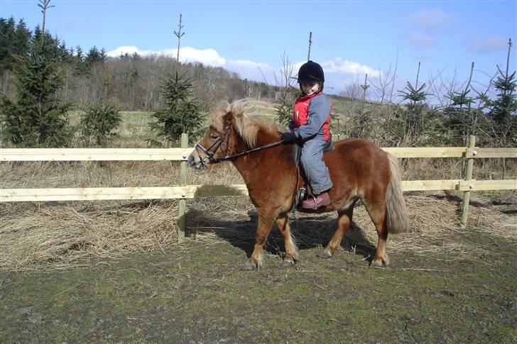 Shetlænder Musse - hehe mig da jeg var lille:D billede 10