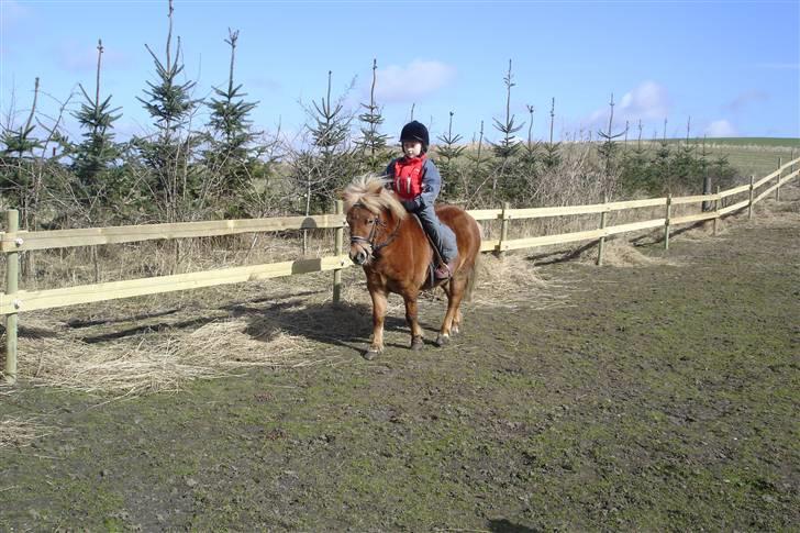 Shetlænder Musse - hehe mig da jeg var lille:D sammen med musee den dejlige tøze<33 billede 11