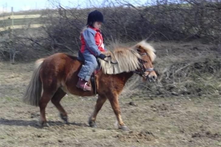 Shetlænder Musse - hehe:D billede 12