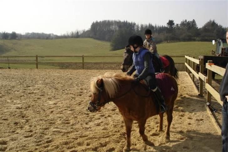Shetlænder Musse - skønne pony/ på ridebane med Anne  billede 13