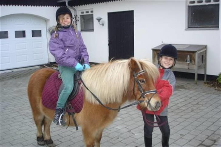 Shetlænder Musse - Kold vinter dag med Anne <33 billede 14