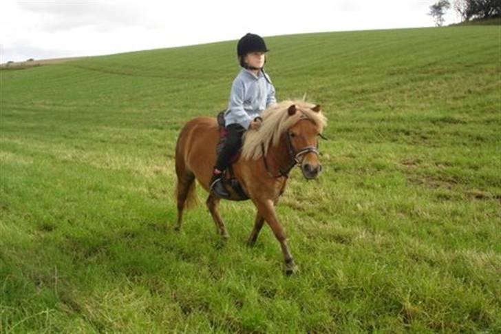 Shetlænder Musse - Sommer med Musse<33 billede 15