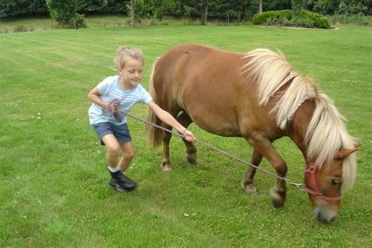 Shetlænder Musse - haha :D det er bare lang tid siden<33 billede 17