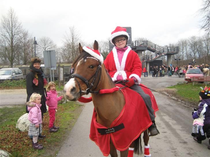 Welsh Pony (sec B) Monique  - Juleoptog Glumsø 2009 billede 16