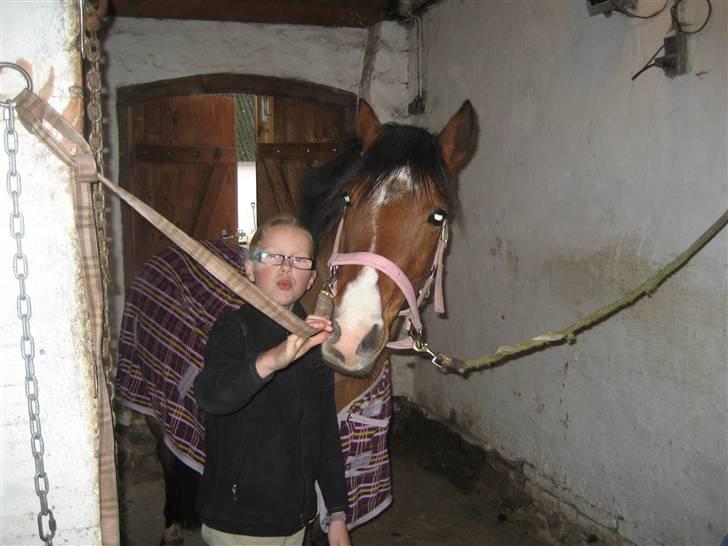 Welsh Pony (sec B) Monique  - Mono og Lærke hygger billede 17