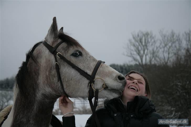 Pinto Araber Cody #gammel part# - SMASK møsser! billede 13