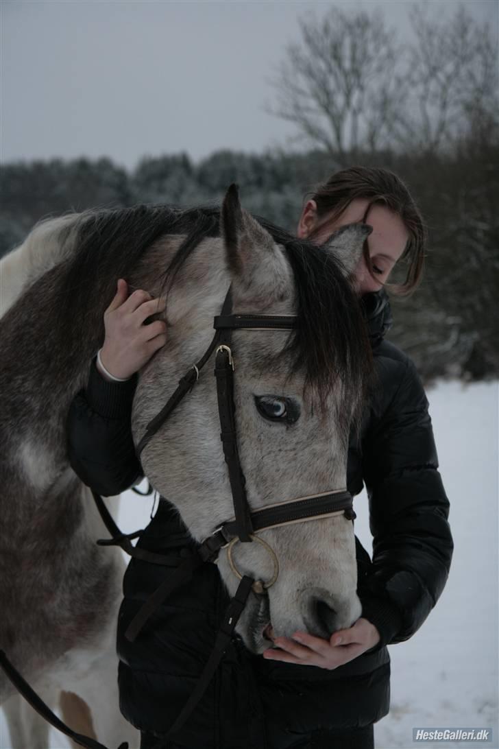 Pinto Araber Cody #gammel part# billede 15