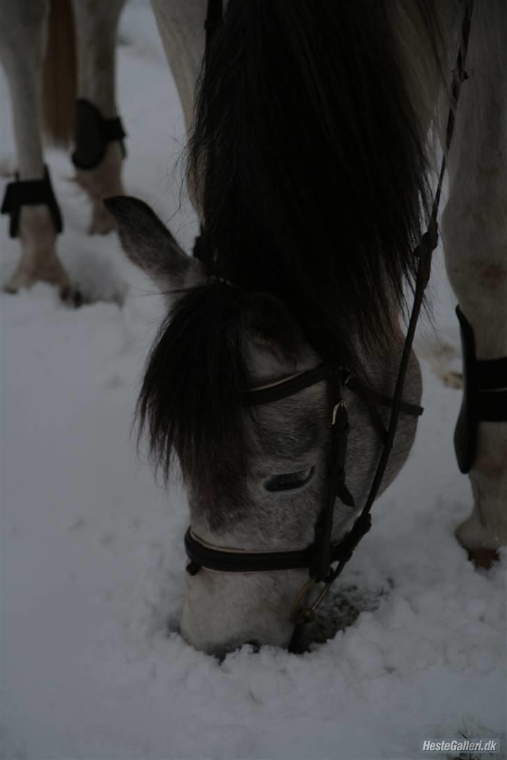 Pinto Araber Cody #gammel part# - mmmhhh... sne:) billede 16