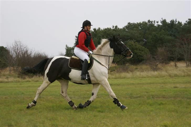 Pinto Solvangens Thais'son - Trine og Thais til hubertusjagt 2009 billede 5