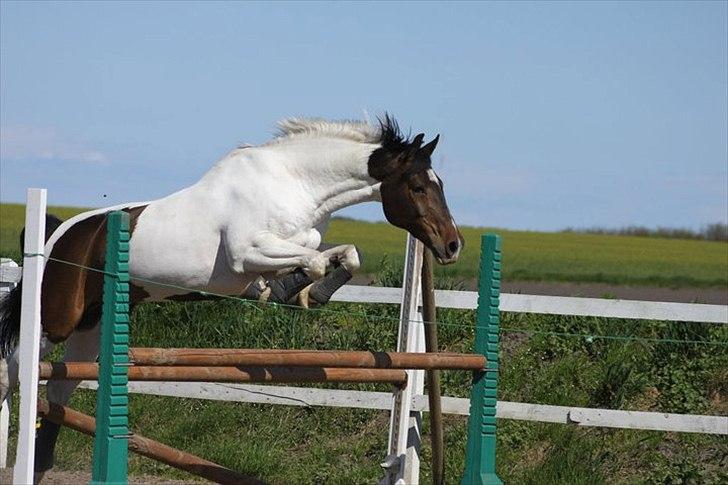 Pinto Solvangens Thais'son billede 6