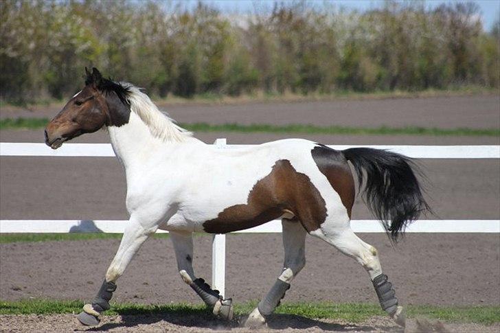 Pinto Solvangens Thais'son - NYT 1 maj 2011 billede 7