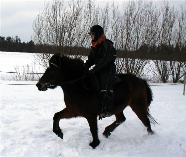 Islænder Björk fra Juelsgård - I flyvpas 23. jan :D billede 7