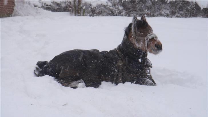 Welsh Pony (sec B) Jasmin<b-pony. billede 1