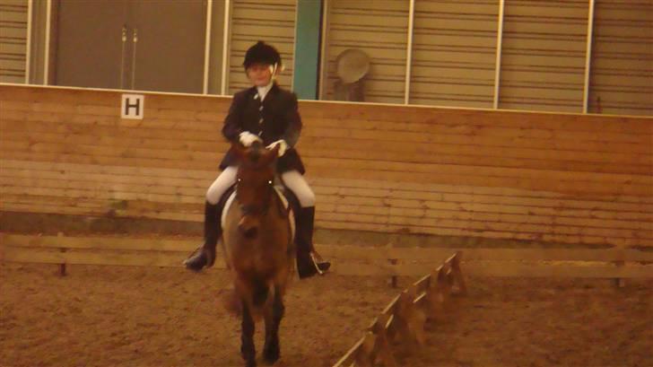 Welsh Pony (sec B) Jasmin<b-pony. billede 2