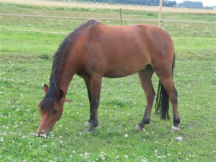 Welsh Pony (sec B) Jasmin<b-pony. billede 4