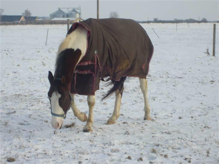 Pinto | Iszpan. billede 16