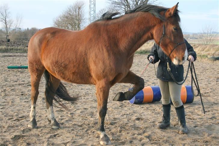 Anden særlig race Delano <3 Himmel hest <3 - begyndelse til spanske skridt billede 15