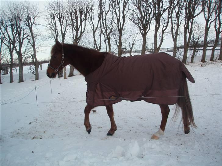 Hollandsk Sportspony Woody-S billede 12