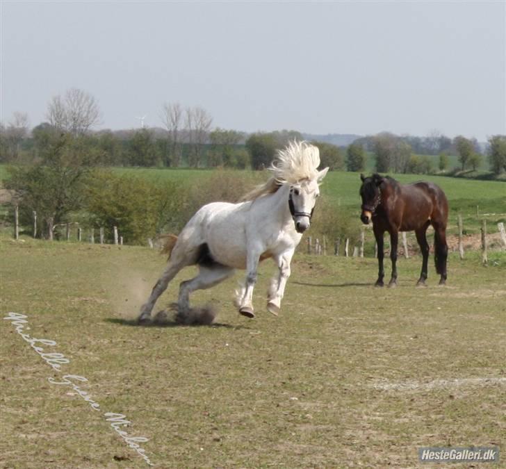Highland Pony Amy (Solgt) - Amy.. billede 10