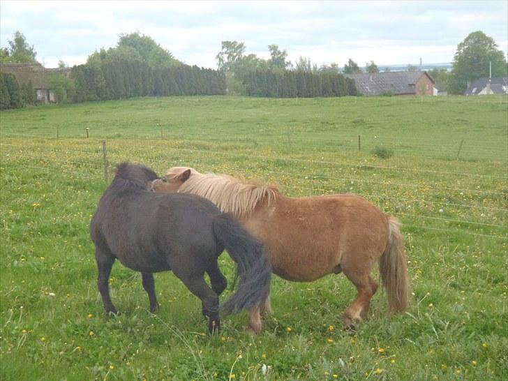 Anden særlig race Bølle Bob  <3 - bølle bob og bølle slås lidt for sjov<3;P  billede 7