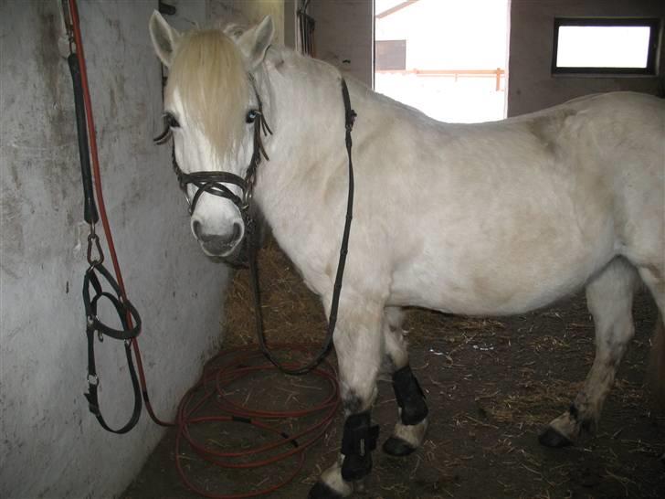 Highland Pony Amy (Solgt) - Amy er klar til at ride billede 11