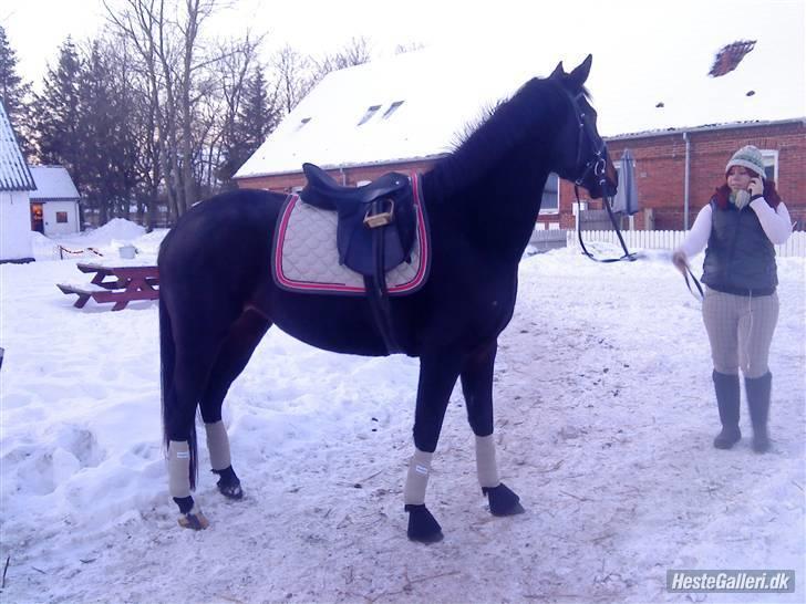 Oldenborg Horsmarks Farinella SOLGT - Smukke nella med udstyr :P billede 15