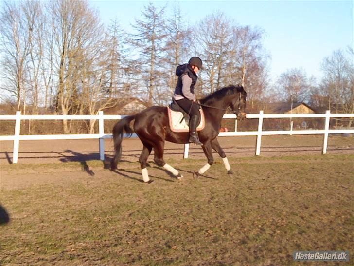Oldenborg Horsmarks Farinella SOLGT - Ridning 11/04 også første galop på bane billede 16