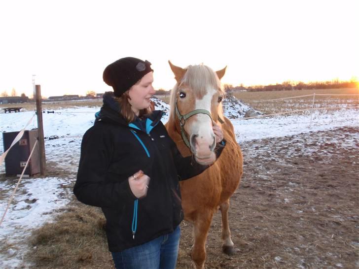 Haflinger Vicki  - Tja, ikke altid har man tid til at snakke ;) billede 17