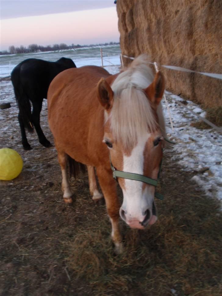 Haflinger Vicki  - 25. jan.10 billede 18