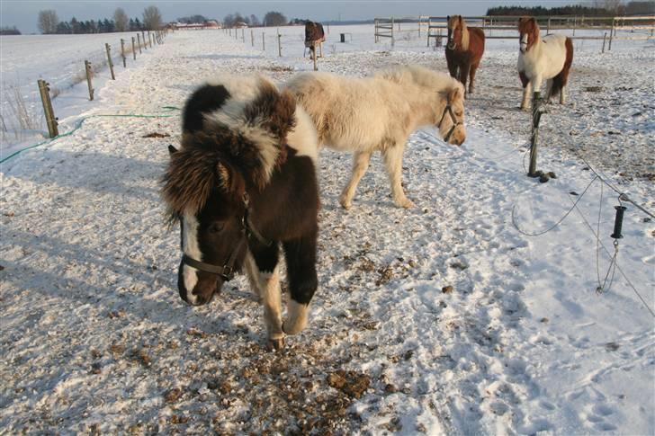 Islænder Duna Fra Ørnholm billede 14