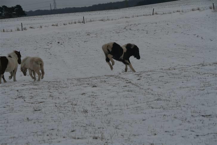 Islænder Duna Fra Ørnholm billede 15